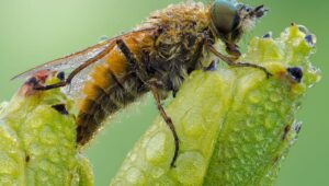 Odkryj najlepszy obiektyw do makro: wybór idealny dla pasjonatów fotografii
